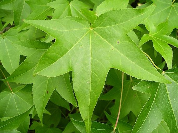 Liquidambar styraciflua