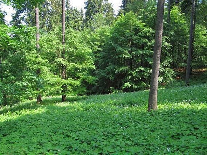 Lužické hory, Líska - přírodní památka