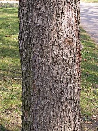 Corylus colurna