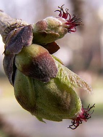 Corylus colurna