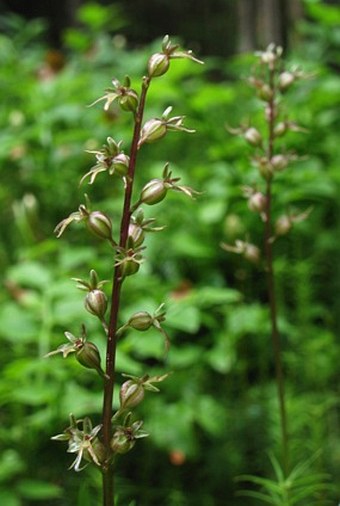 Listera cordata