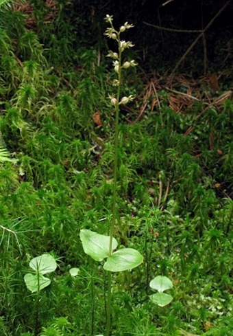 Listera cordata