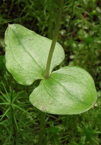 Listera cordata