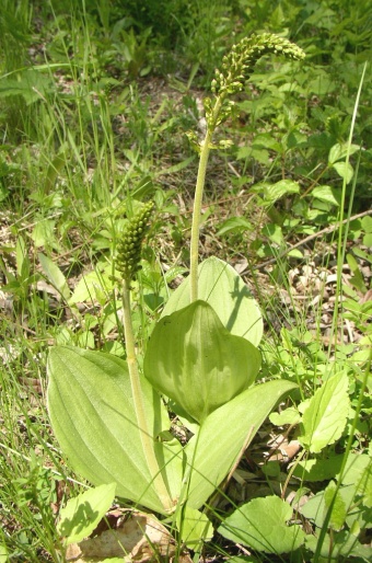 Listera ovata