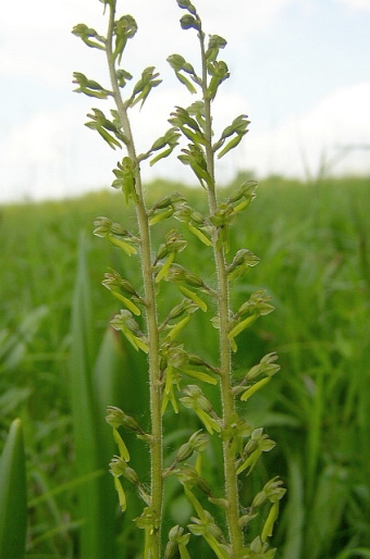 Listera ovata