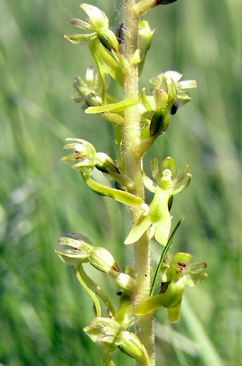 Listera ovata