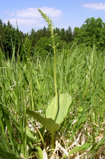 Listera ovata