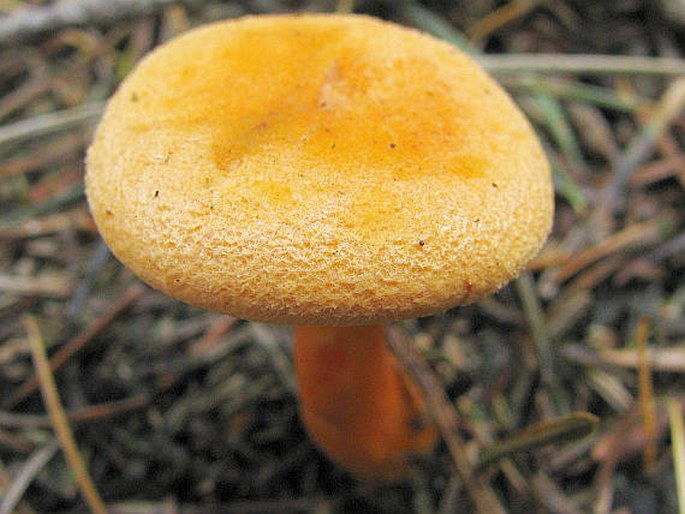 Hygrophoropsis aurantiaca