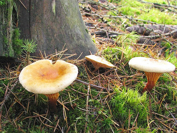 Hygrophoropsis aurantiaca