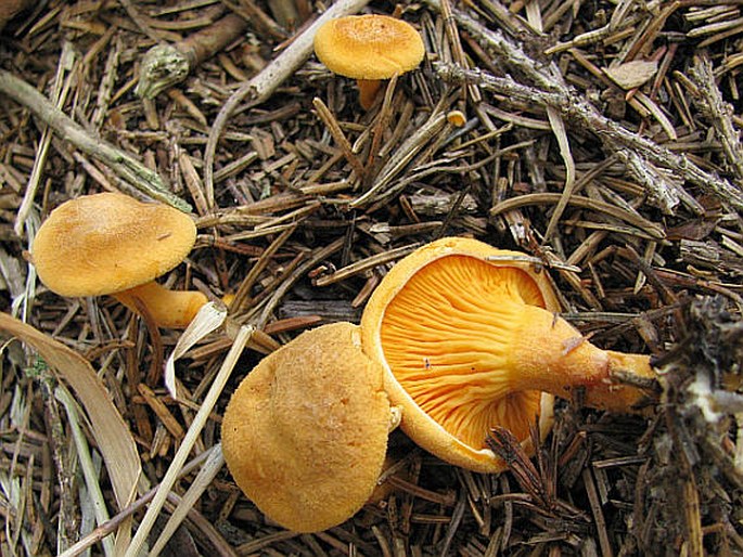 Hygrophoropsis aurantiaca