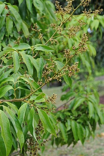 Litchi chinensis