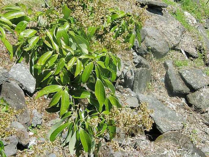 Litchi chinensis