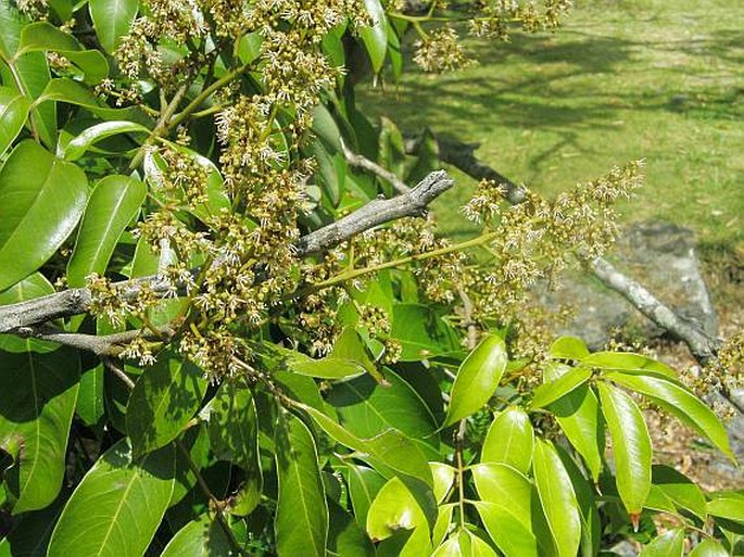 Litchi chinensis