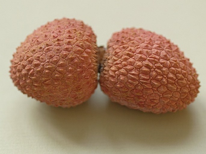 Litchi chinensis