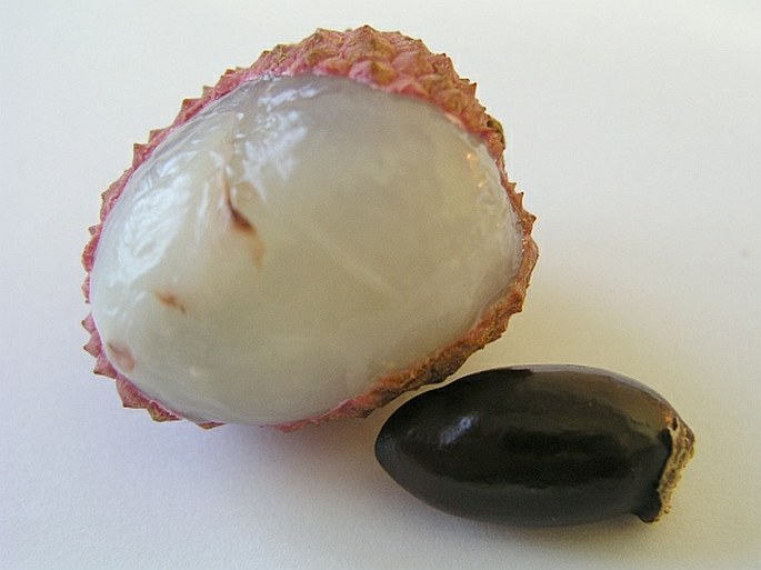 Litchi chinensis