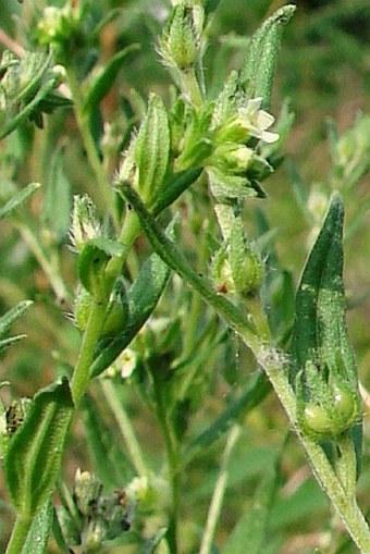 Lithospermum officinale