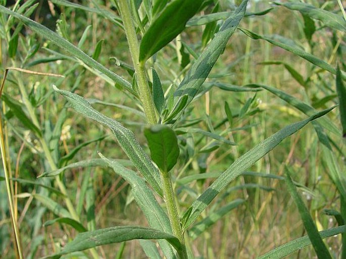 Lithospermum officinale