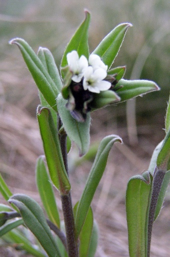 Buglossoides arvensis