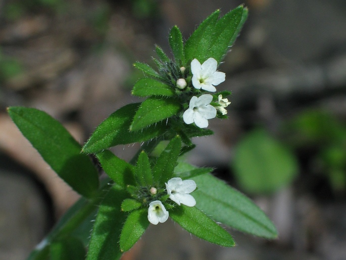 BUGLOSSOIDES ARVENSIS (L.) I. M. Johnst. – kamejka rolní / kamienka roľná