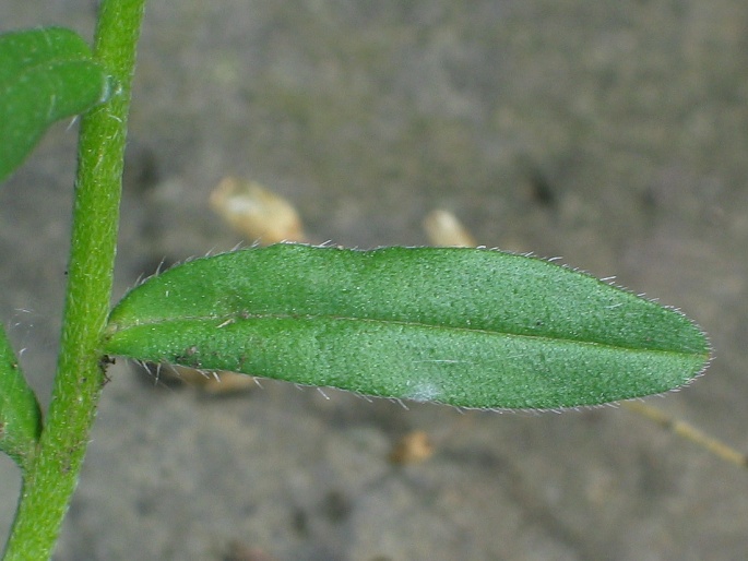 Buglossoides arvensis