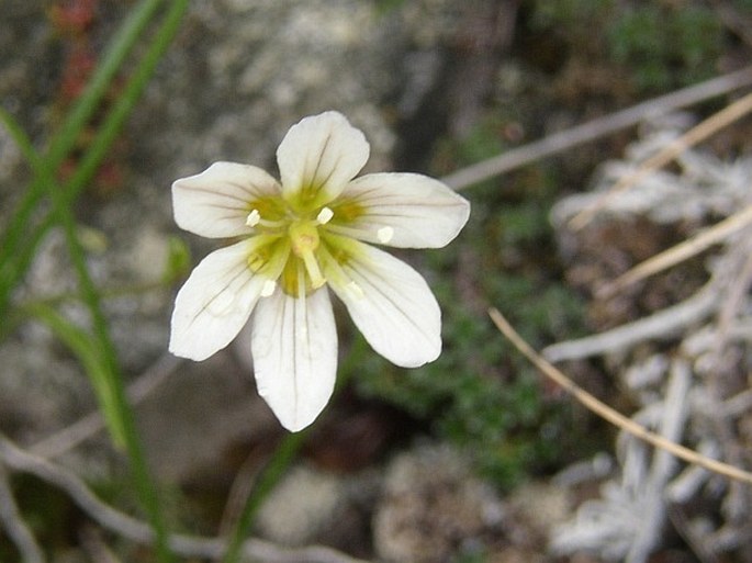 Gagea serotina