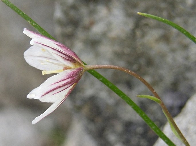 Gagea serotina