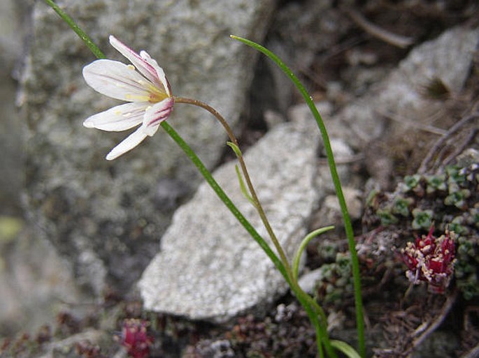 LLOYDIA SEROTINA (L.) Rchb. – lilijka pozdní / ľaľujka neskorá