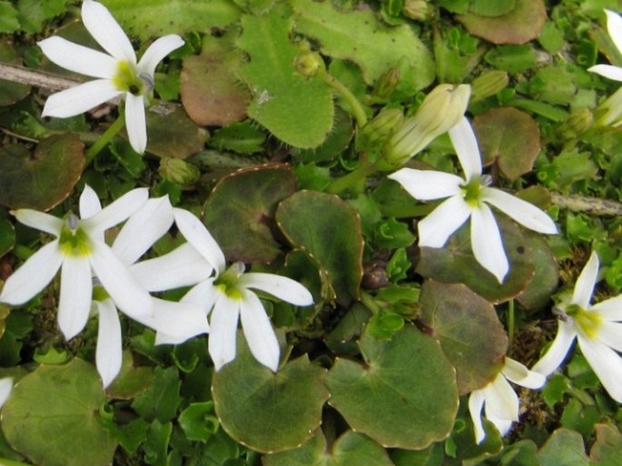 Lobelia angulata