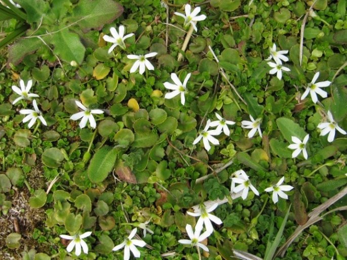 Lobelia angulata