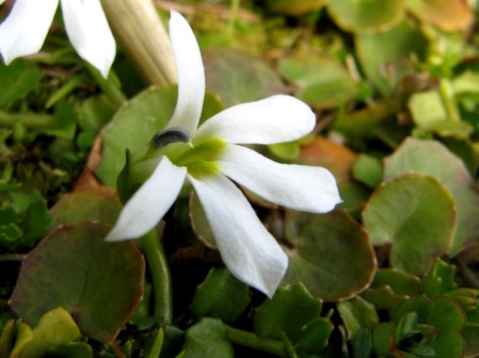 Lobelia angulata