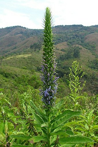 Lobelia columnaris