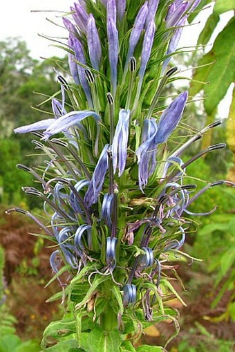 Lobelia columnaris