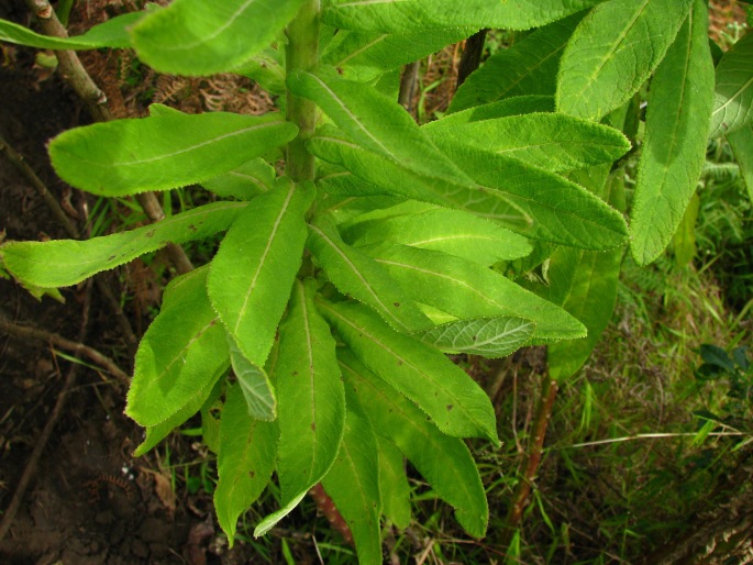 Lobelia columnaris