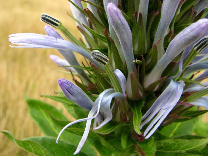 Lobelia columnaris