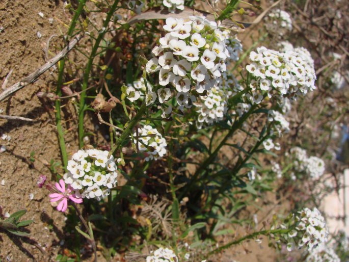 Lobularia maritima