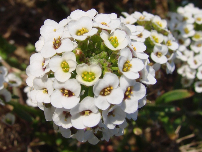 LOBULARIA MARITIMA (L.) Desv. – tařicovka přímořská / lobulária prímorská