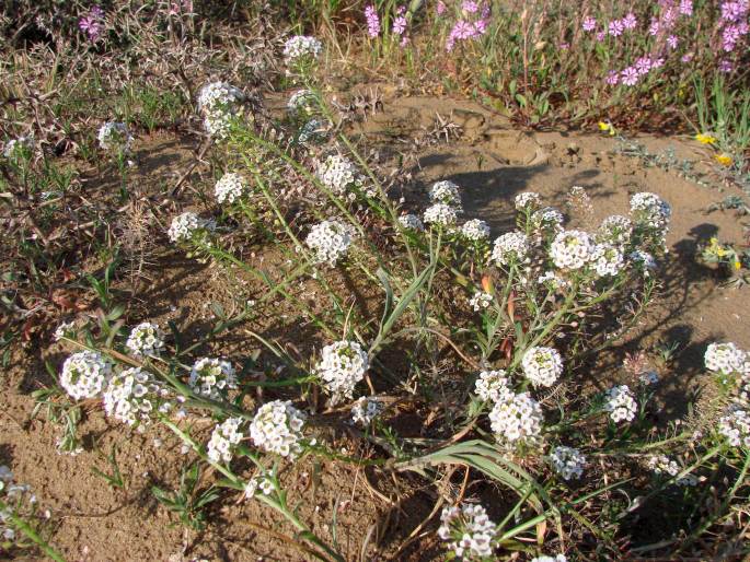 Lobularia maritima