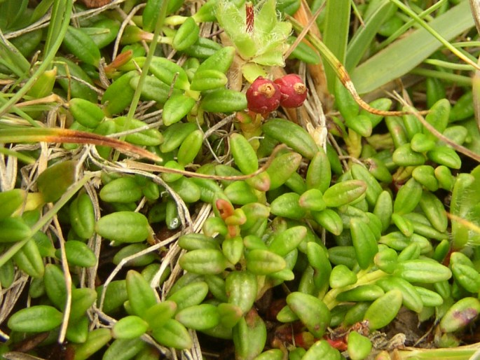 Kalmia procumbens