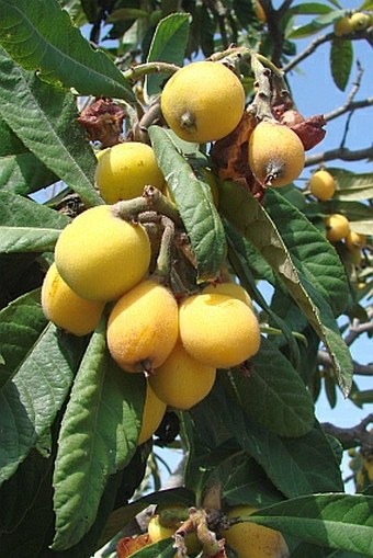 Eriobotrya japonica