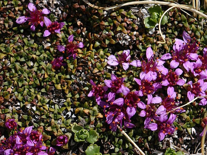 Saxifraga retusa