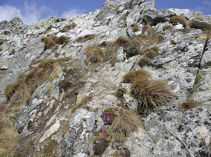 Saxifraga retusa