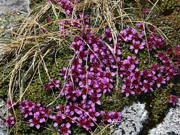 Saxifraga retusa