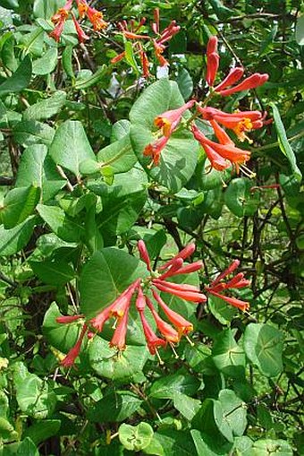 Lonicera ×brownii