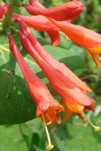 Lonicera ×brownii