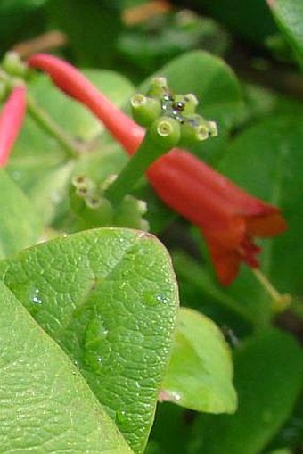 Lonicera ×brownii