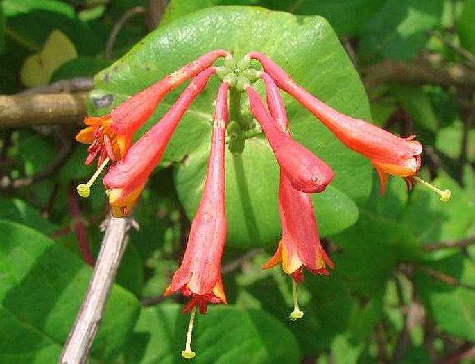 Lonicera ×brownii