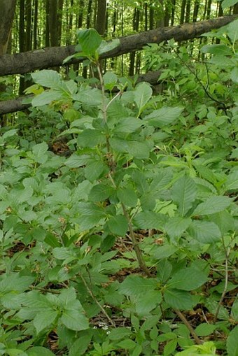 Lonicera alpigena