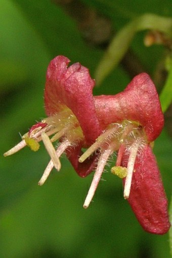 Lonicera alpigena