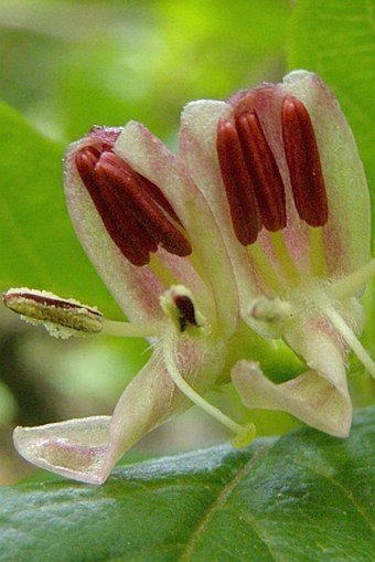 Lonicera alpigena