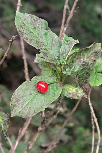 Lonicera alpigena